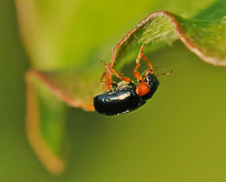 Chrysomelidae: Smaragdina aurita